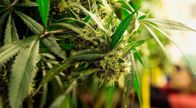 Комфортные условия для цветения конопли Условия для цветения