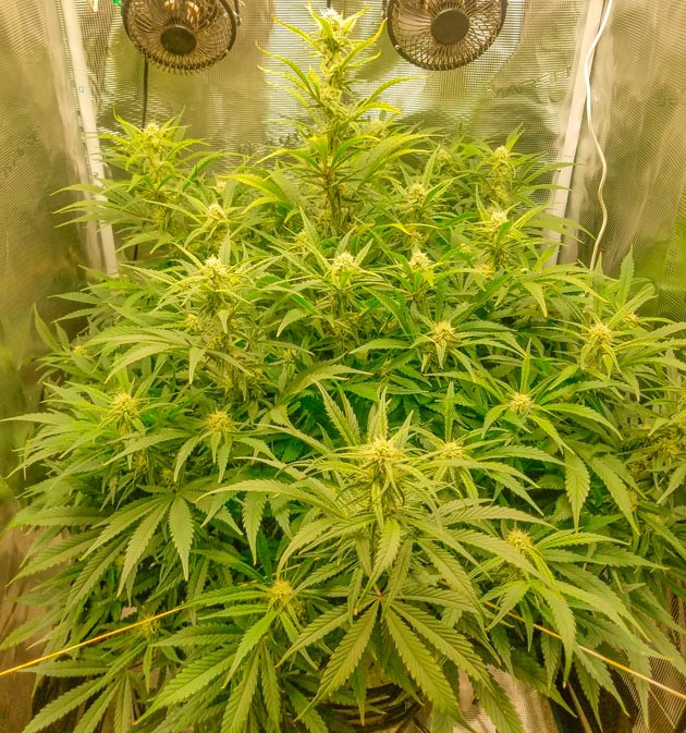 Замена раствора и сокращение количества азота Куст Bruce Banner Auto от FastBuds на 10 неделе