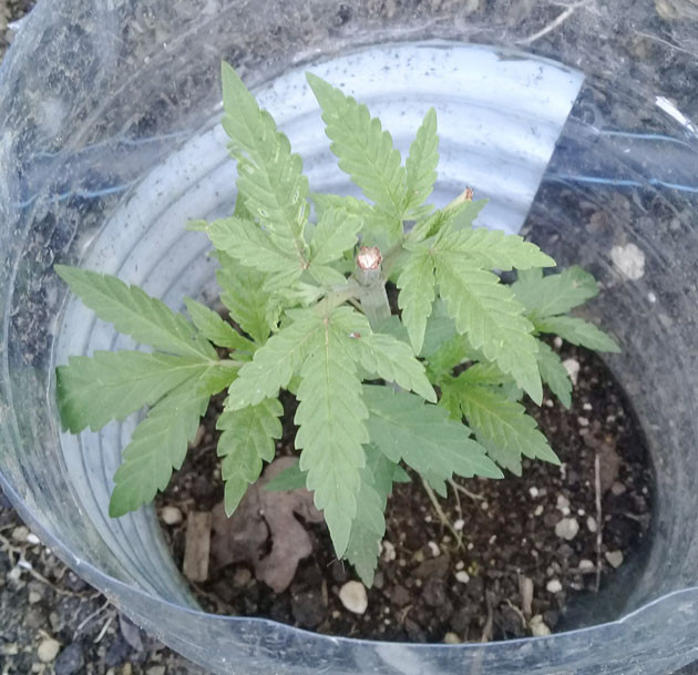 Топпинг конопли на 4 неделе выращивания Куст после топпинга