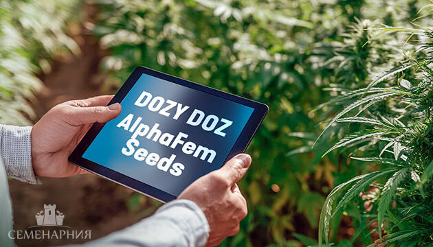 Выращивание сорта марихуаны Dozy Doz от AlphaFem Seeds