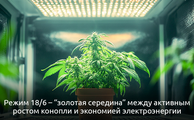 Как растет конопля при режиме 18/6 Режим 18/6