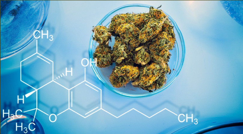 Фильм «Марихуана в законе» Марихуана в законе