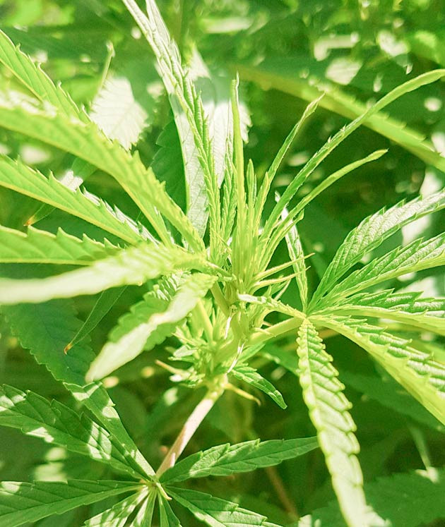 Пожелтевшие нижние листья Куст Runtz Muffin от Barney's Farmна 21-22 неделе выращивания