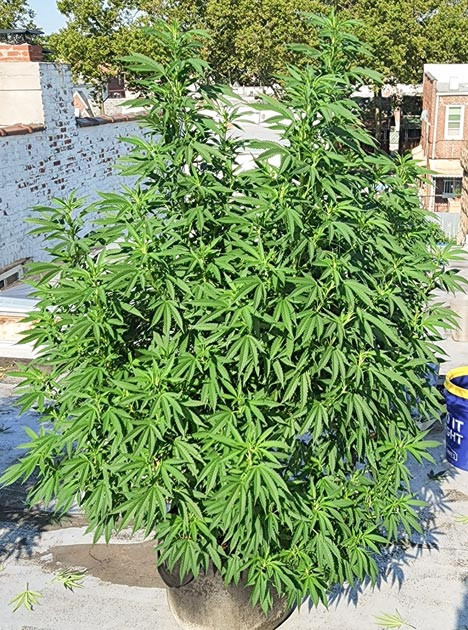 Сломанные ветки от сильного ветра