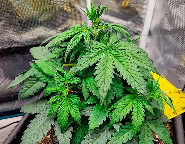 Рост конопли Растишка Gorilla Punch Auto от FastBuds на стадии вегетации