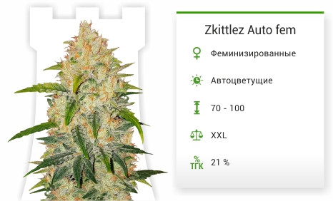 Маркус Гарви Zkittlez Auto fem (FastBuds)