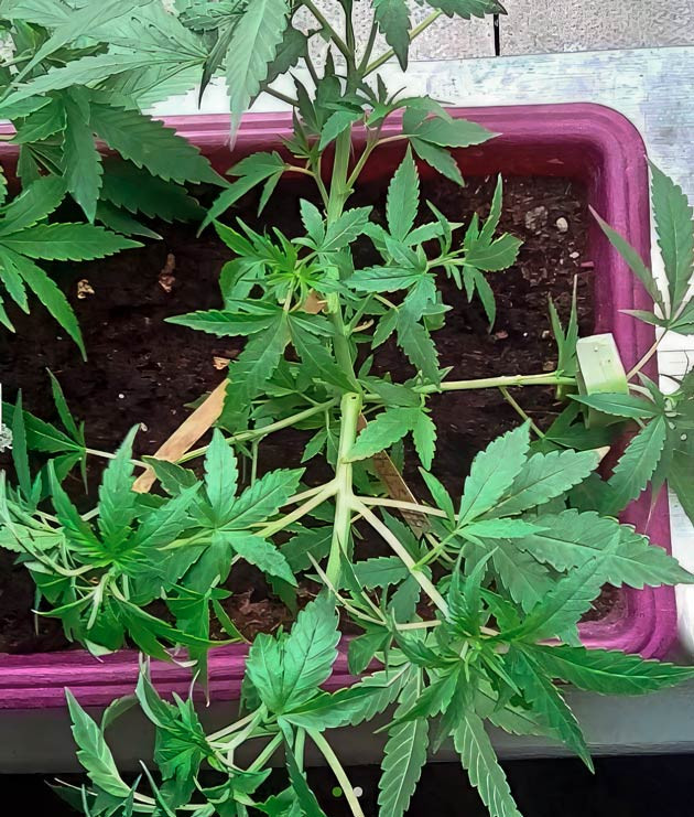 Активный рост конопли Куст Eleven Roses от Delicious Seeds на 5 неделе