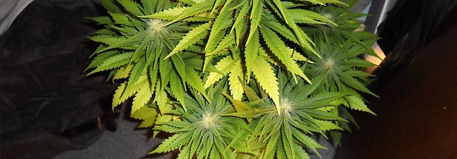 Пожелтение листьев конопли Листья марихуаны пожелтели