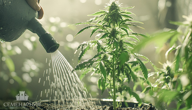Как поливать каннбис