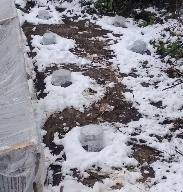 Выращивание в холодном климате Выращивание в аутдоре