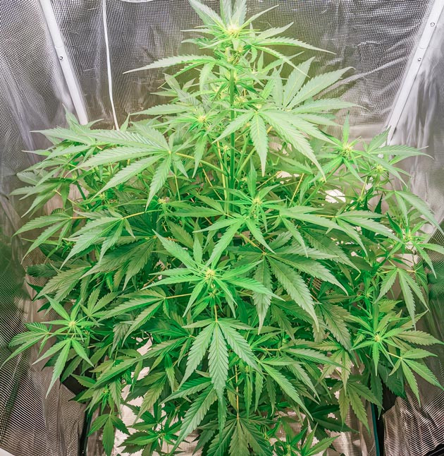 Активный рост конопли Куст Zkittlez Auto от сидбанка FastBuds на фазе цветения