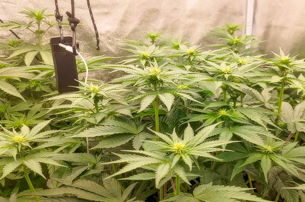 Полив и удобрения для марихуаны Кусты Lemon Tree от Barney's Farm на стадии цветения