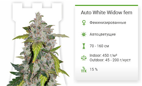 Auto White Widow от Pyramid Seeds