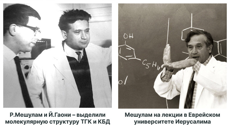 Открытие ТГК: начало научных исследований медицинской конопли