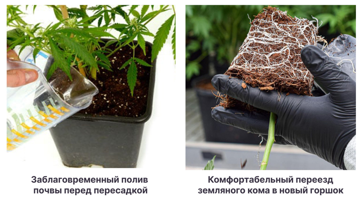 Инструкция по пересадке конопли Преимущества гроубэгов и воздушной подрезки корней