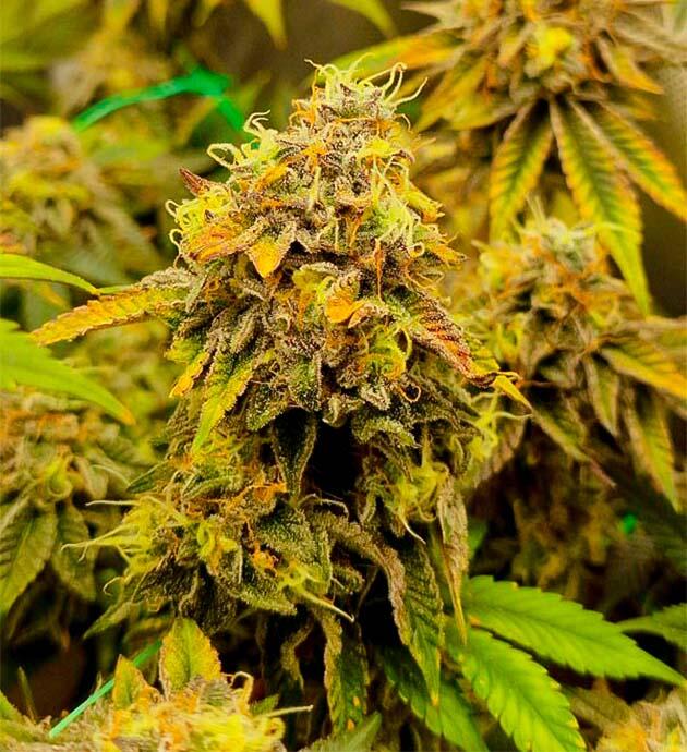 14 неделя развития Poddy Mouth от Humboldt Seed Company