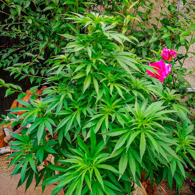 Появление запаха на 14 неделе Куст на 13 неделе выращивания