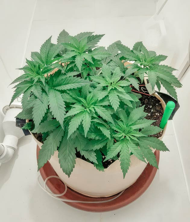 Обрезка по методу лоллипопинга Куст Blackberry Moonrocks на 26 день