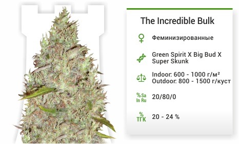 описание сорта The Incredible Bulk The Incredible Bulk