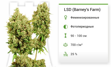 Сорт марихуаны LSD LSD от Barney's Farm