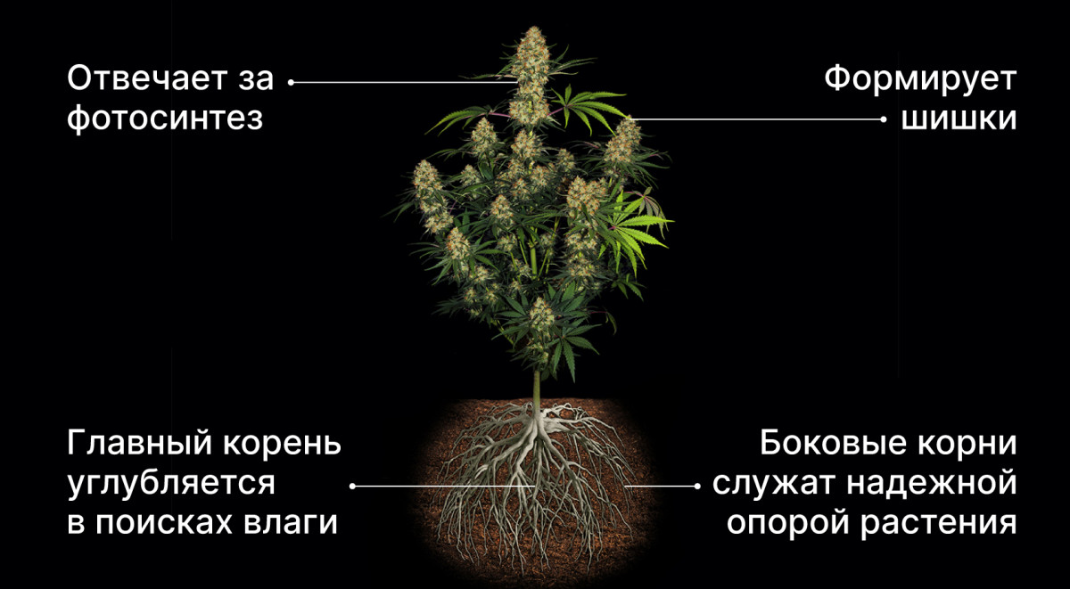 Структура корневой системы конопли Развитие корневой системы в соответствии с ростом растения