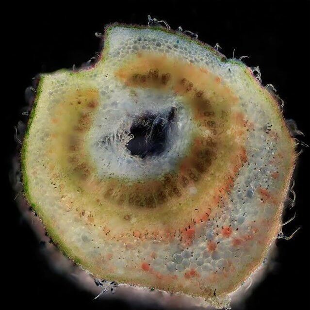 Срез черешка