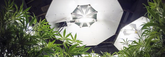 Световой режим для автоцветов на цветении Световой режим на стадии цветения автоцветущего сорта марихуаны