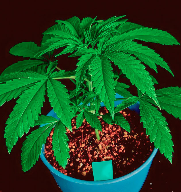 Активный рост и проведение топпинга Растишка DDoS #33 от Herbies Seeds на 2 неделе