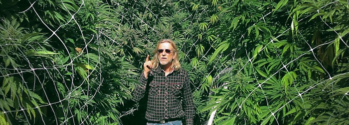 Как увеличить урожайность марихуаны Как повысить урожайность конопли: основные техники