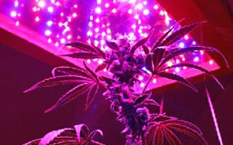 Красные лампы для конопли Красные лампы для конопли