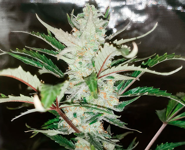 Блокировка питания, вызванная избытком удобрений Куст Zkittlez Auto от FastBuds на 9 неделе