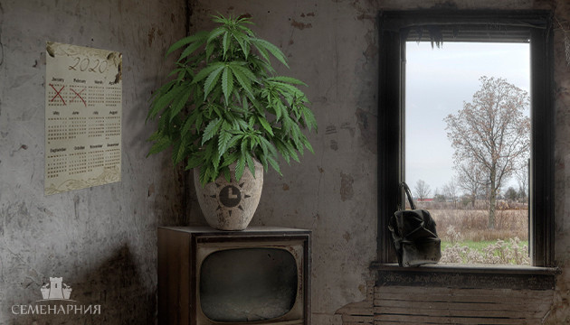 Неприхотливые автоцветущие сорта марихуаны Неприхотливая автоцветущая конопля