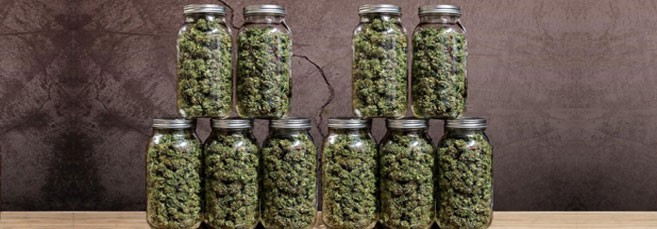 Пролечка помогает увеличить ТГК Пролечка шишек