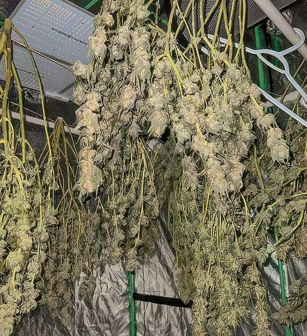 Харвест Apple Betty