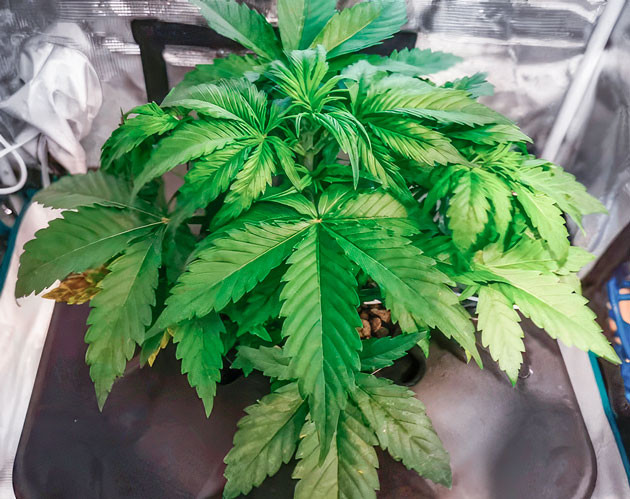 Признаки дефицита Куст Zkittlez Auto от сидбанка FastBuds на 3 неделе