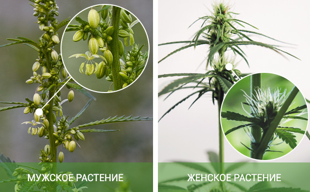 Как узнать пол конопли Мужские и женские растения конопли