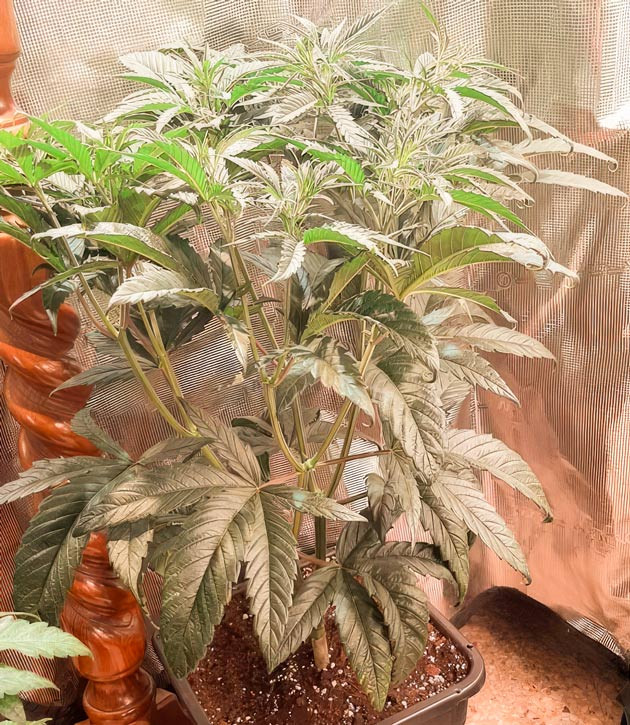 Завершнение вегетации и промывка Куст Fullgas от GHS на 7 неделе выращивания