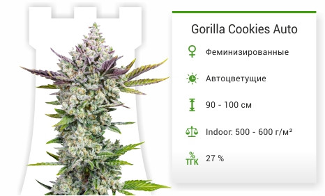 Gorilla Cookies Auto от FastBuds