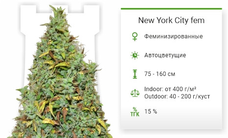Auto New York City от Pyramid Seeds