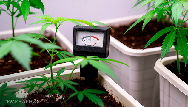 pH для конопли: какой кислотности придерживаться для максимального урожая Оптимальные значения рН для марихуаны