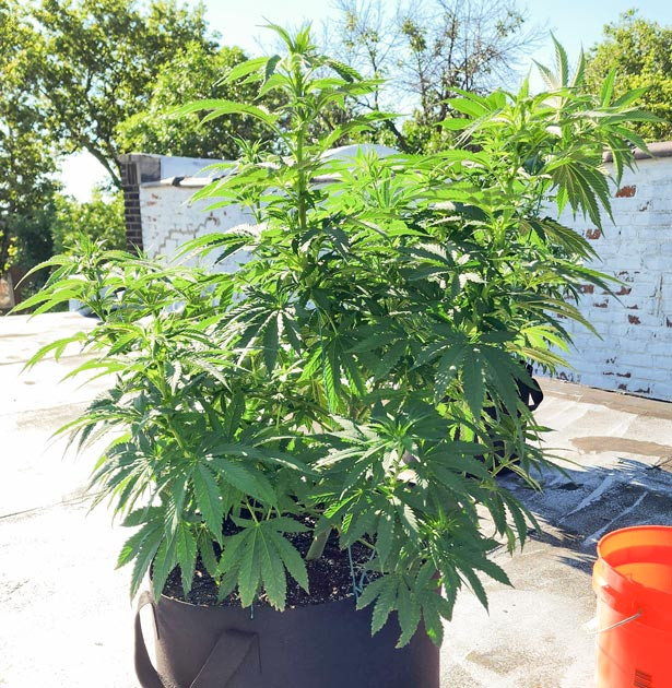 Куст после LST и дефолиации