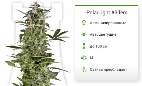 Сорт марихуаны PolarLight 3 PolarLight #3 fem от Dutch Passion
