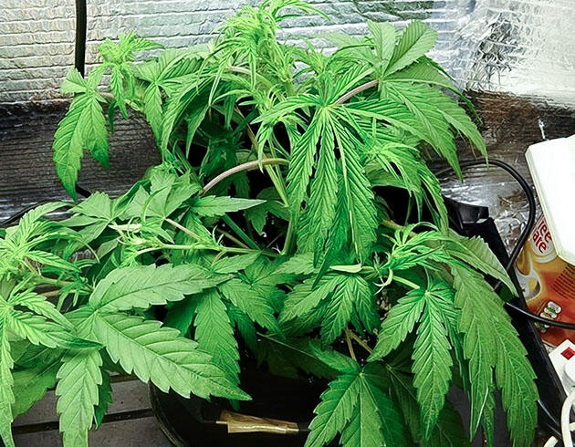 5-я неделя сорта Wedding Cake Auto от Barney's Farm