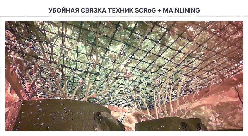 Применение техники ScrOG