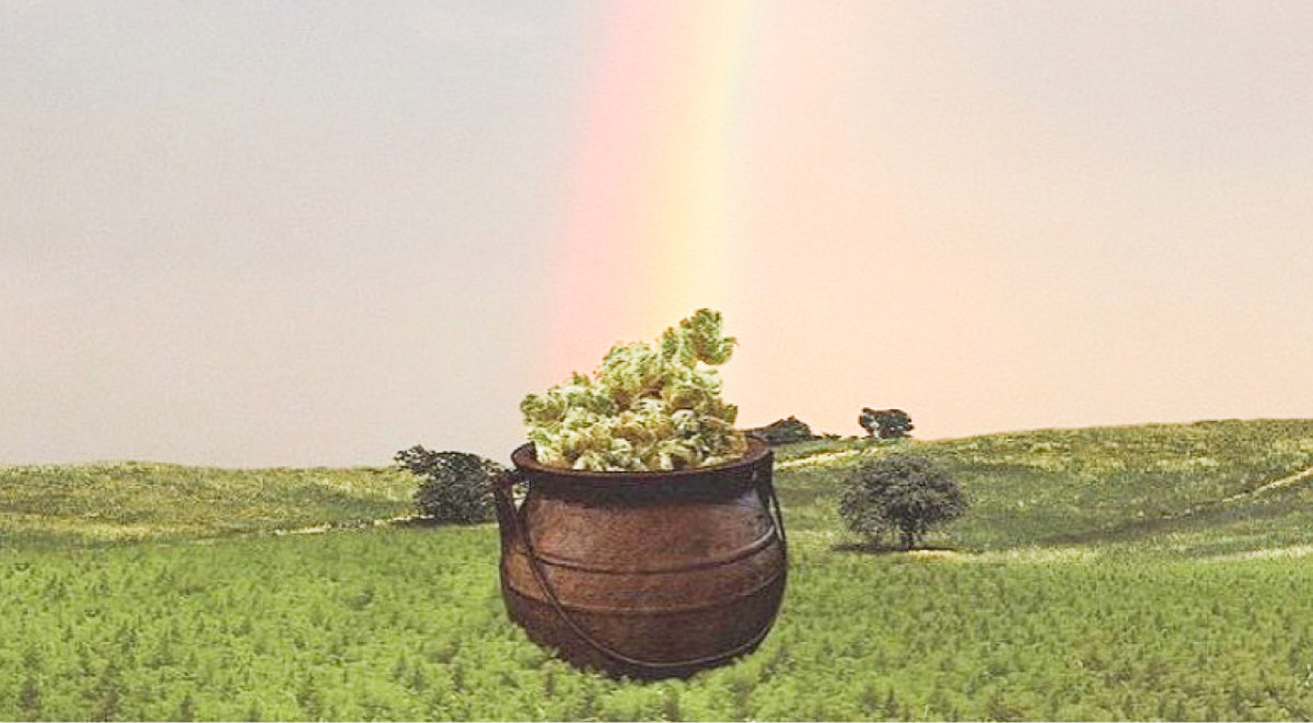 Новости из Ирландии Марихуана в Ирландии