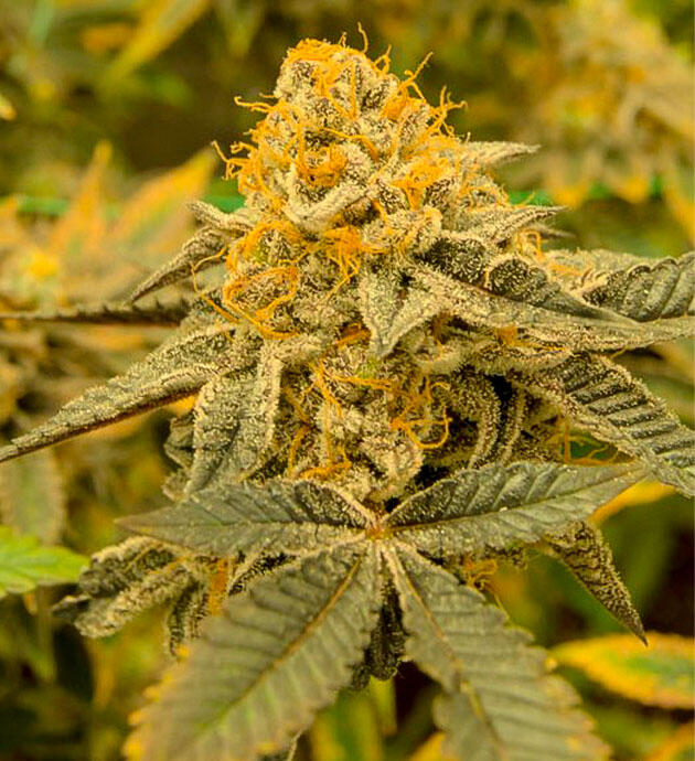 Куст Poddy Mouth от Humboldt Seed Company на 16 неделе