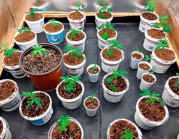 Развитие марихуаны Растишки Godzilla Glue #4 от Herbies Seeds на 2 неделе