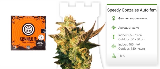 Сорт конопли Speedy Gonzales Auto Speedy Gonzales Auto fem от Kannabia Seed Company