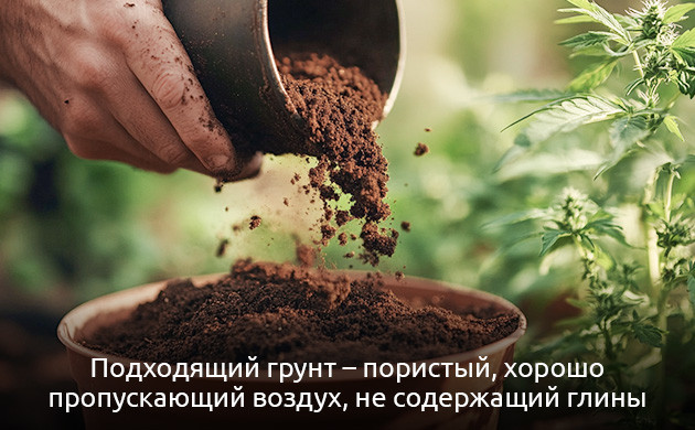 Выбор грунта для выращивания конопли Подходящий грунт для конопли