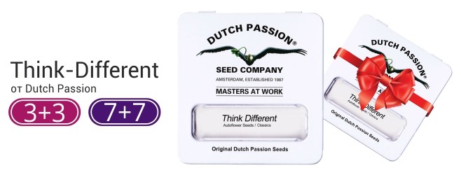 акция от Dutch Passion  акция от Dutch Passion